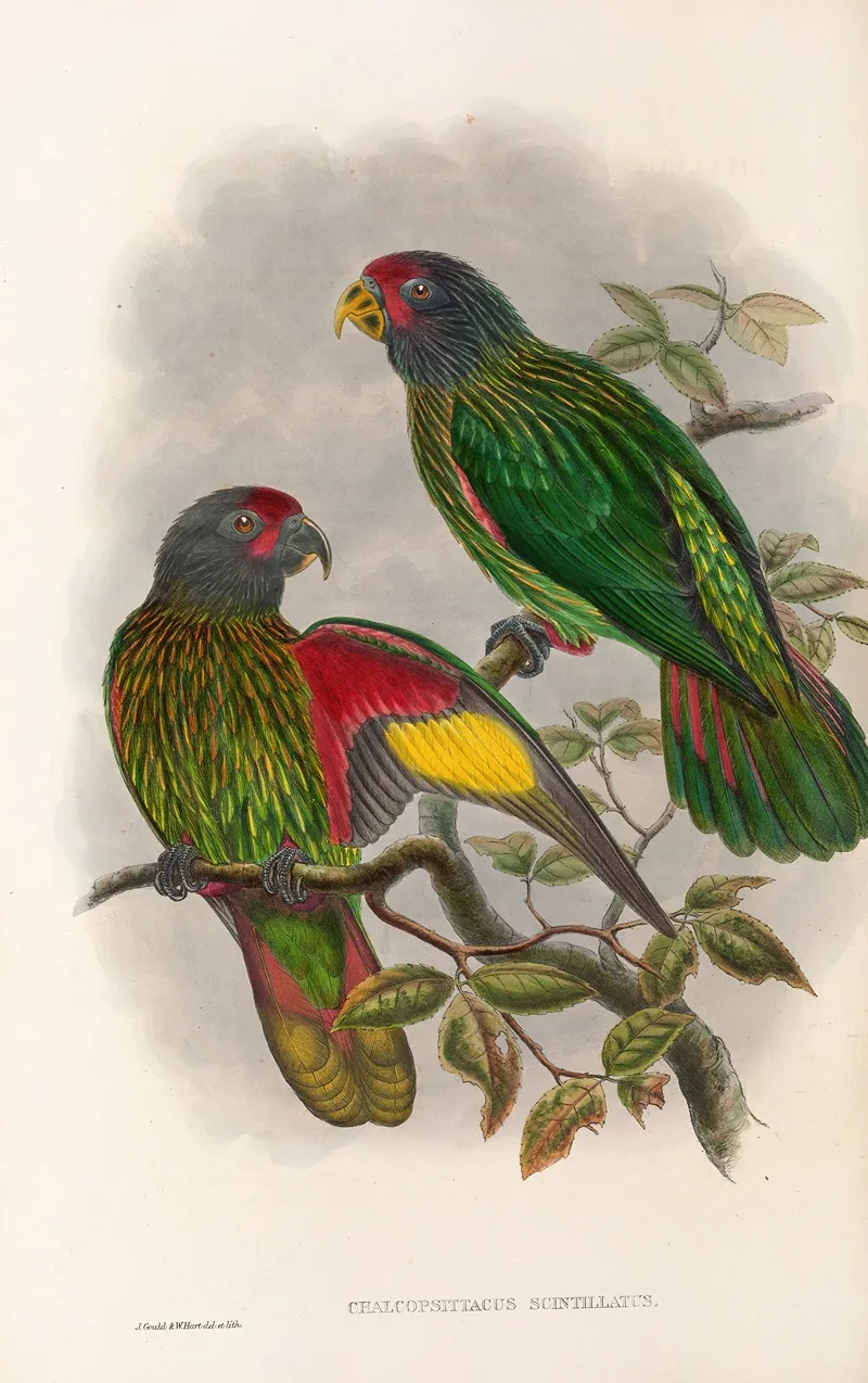 The Birds Of New Guinea And The Adjacent Papuan Islands Pl 38 Wall Art by John Gould - High-Resolution Digital Print