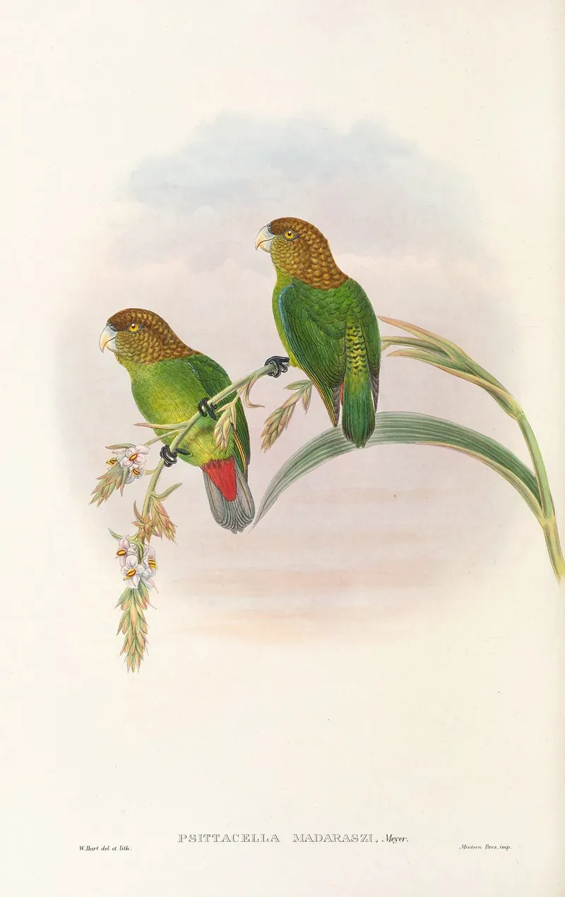 The Birds Of New Guinea And The Adjacent Papuan Islands Pl 40 Wall Art by John Gould - High-Resolution Digital Print