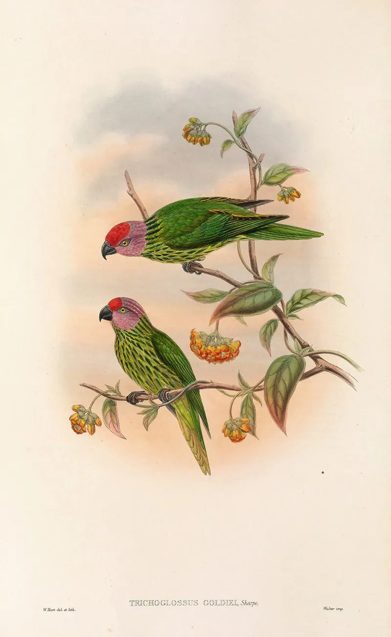 The Birds Of New Guinea And The Adjacent Papuan Islands Pl 41 Wall Art by John Gould - High-Resolution Digital Print