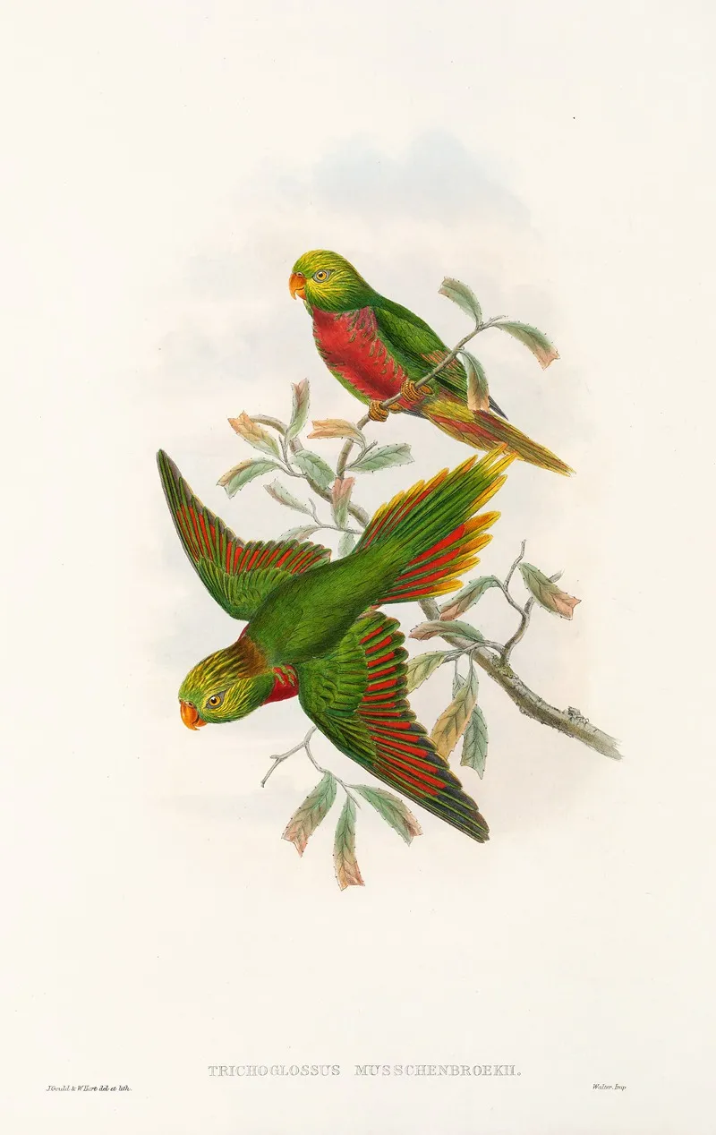 The Birds Of New Guinea And The Adjacent Papuan Islands Pl 42 Wall Art by John Gould - High-Resolution Digital Print