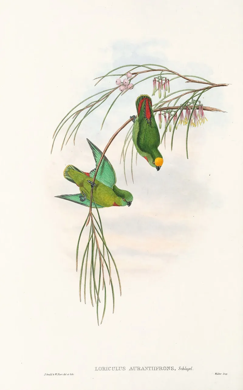 The Birds Of New Guinea And The Adjacent Papuan Islands Pl 43 Wall Art by John Gould - High-Resolution Digital Print