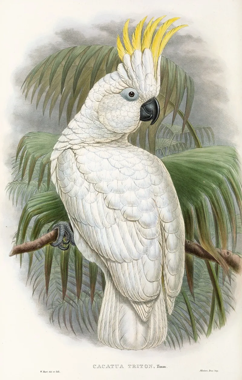 The Birds Of New Guinea And The Adjacent Papuan Islands Pl 44 Wall Art by John Gould - High-Resolution Digital Print