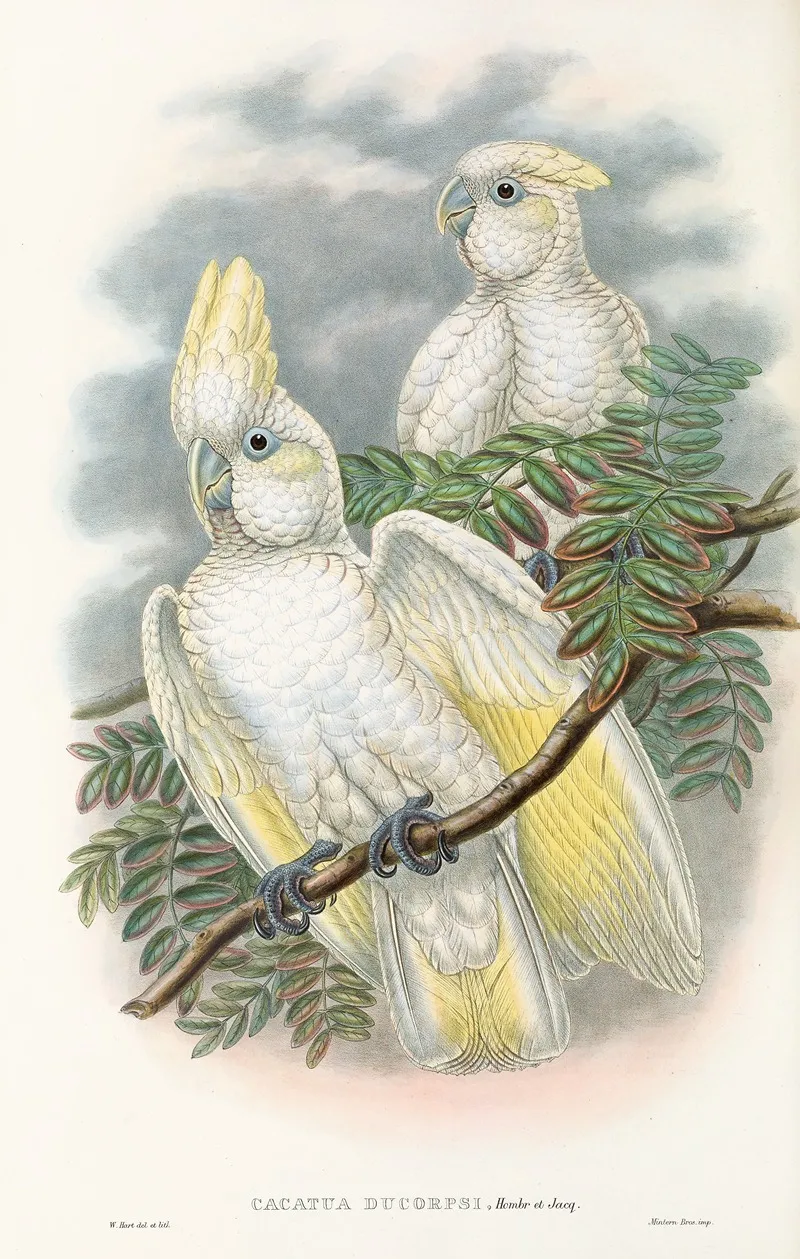 The Birds Of New Guinea And The Adjacent Papuan Islands Pl 47 Wall Art by John Gould - High-Resolution Digital Print