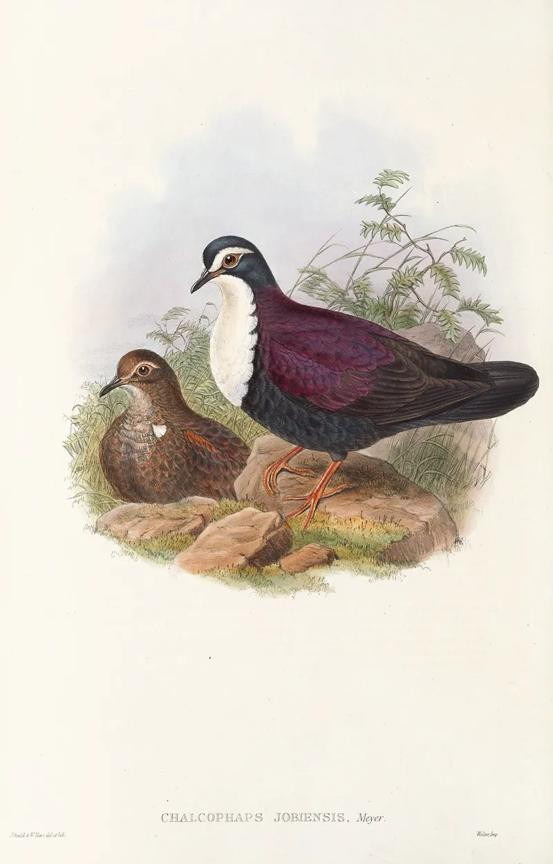 The Birds Of New Guinea And The Adjacent Papuan Islands Pl 48 Wall Art by John Gould - High-Resolution Digital Print