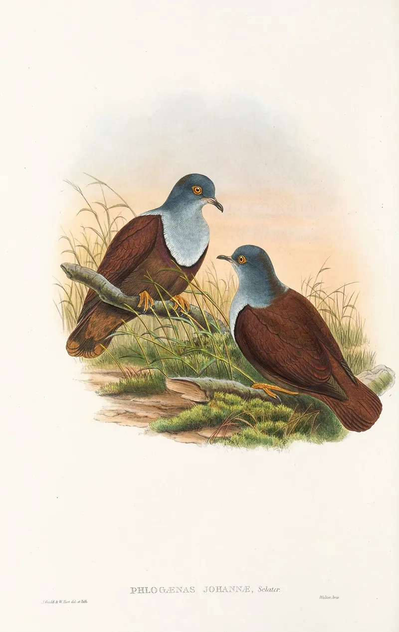 The Birds Of New Guinea And The Adjacent Papuan Islands Pl 49 Wall Art by John Gould - High-Resolution Digital Print
