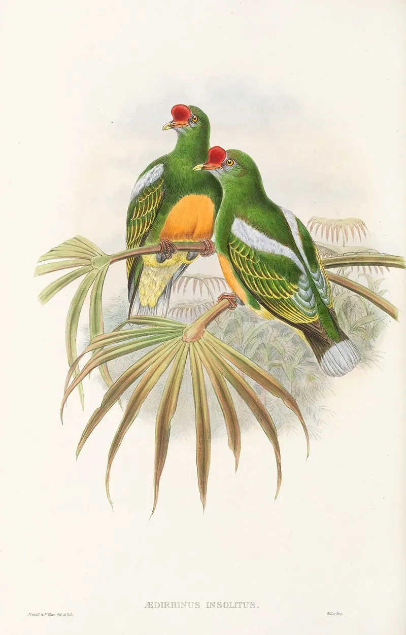 The Birds Of New Guinea And The Adjacent Papuan Islands Pl 50 Wall Art by John Gould - High-Resolution Digital Print