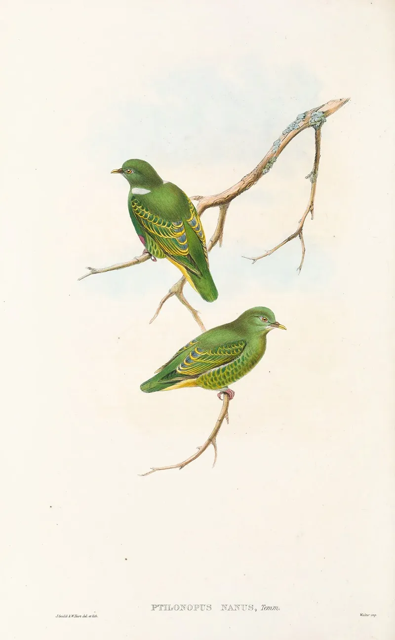The Birds Of New Guinea And The Adjacent Papuan Islands Pl 51 Wall Art by John Gould - High-Resolution Digital Print