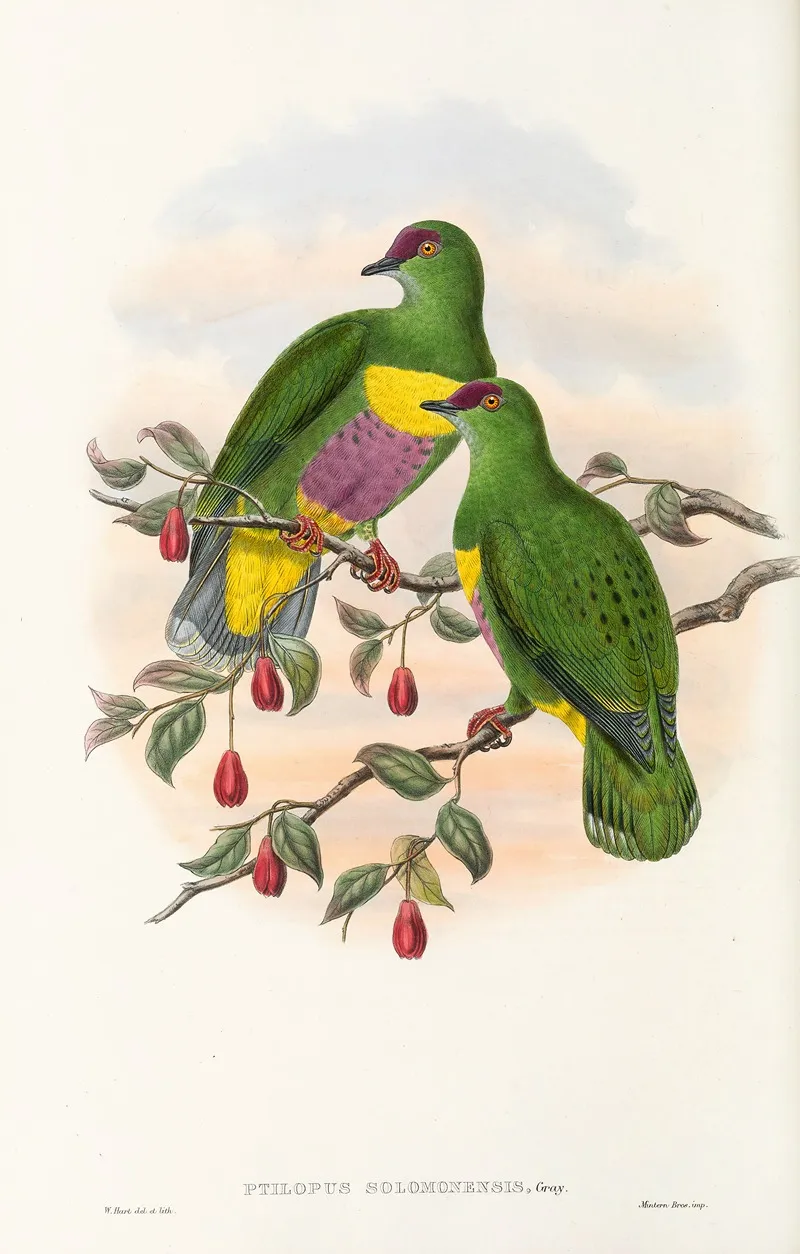 The Birds Of New Guinea And The Adjacent Papuan Islands Pl 52 Wall Art by John Gould - High-Resolution Digital Print
