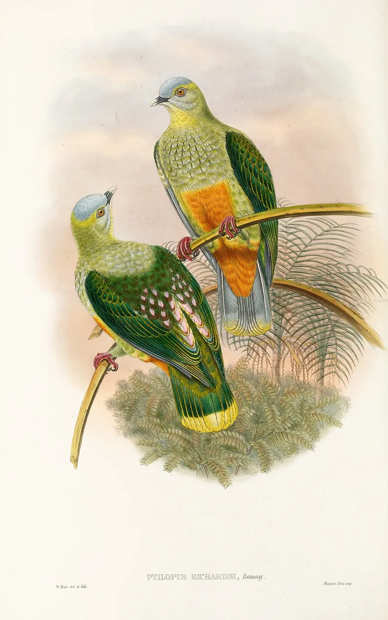 The Birds Of New Guinea And The Adjacent Papuan Islands Pl 53 Wall Art by John Gould - High-Resolution Digital Print