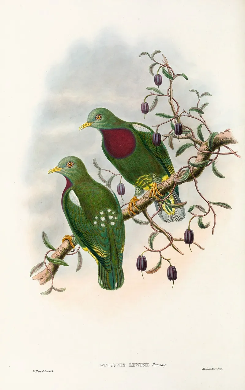 The Birds Of New Guinea And The Adjacent Papuan Islands Pl 54 Wall Art by John Gould - High-Resolution Digital Print