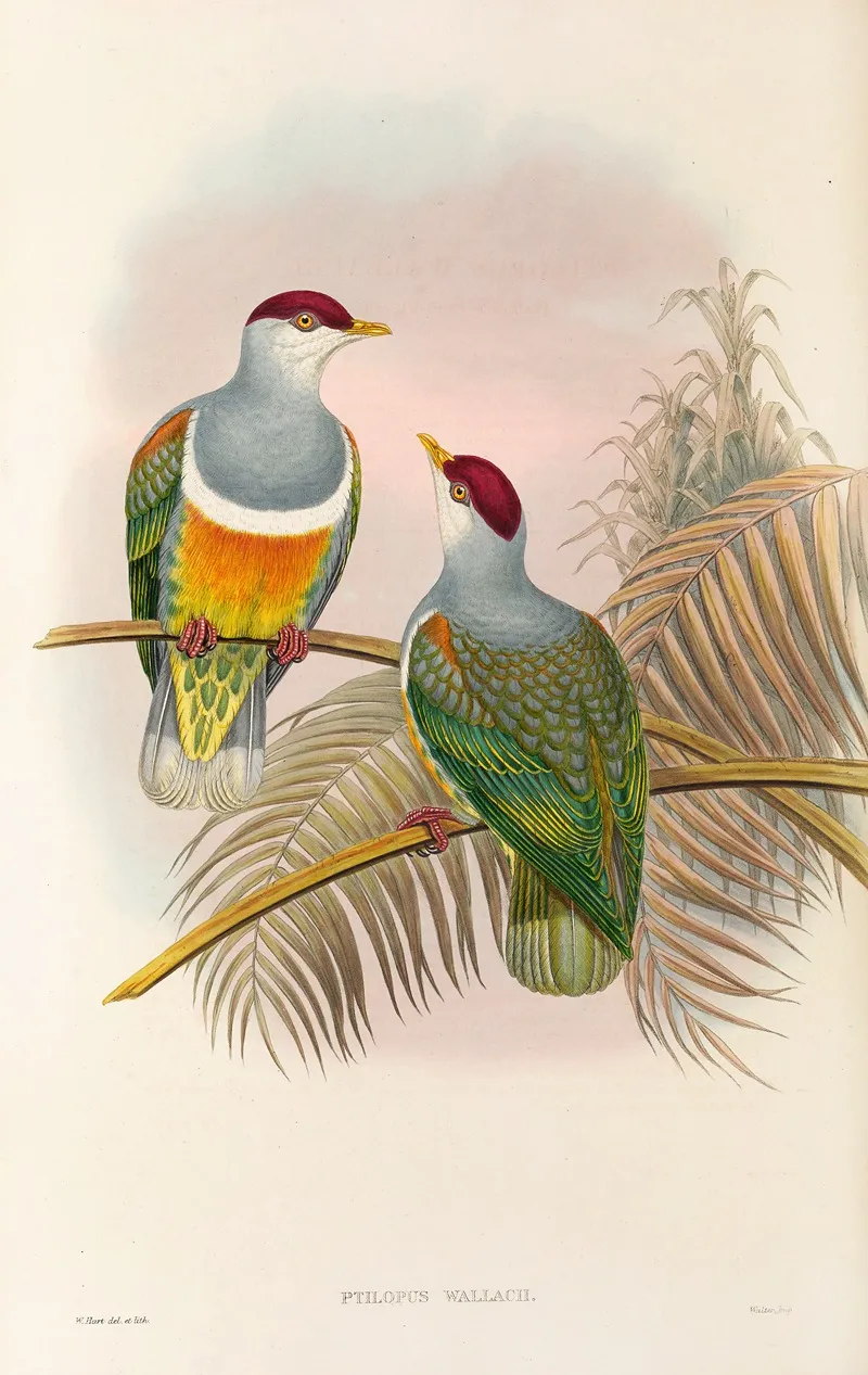 The Birds Of New Guinea And The Adjacent Papuan Islands Pl 55 Wall Art by John Gould - High-Resolution Digital Print