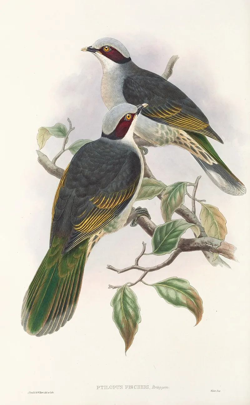 The Birds Of New Guinea And The Adjacent Papuan Islands Pl 56 Wall Art by John Gould - High-Resolution Digital Print