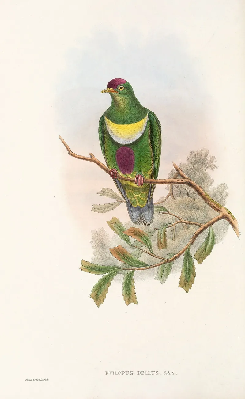 The Birds Of New Guinea And The Adjacent Papuan Islands Pl 58 Wall Art by John Gould - High-Resolution Digital Print