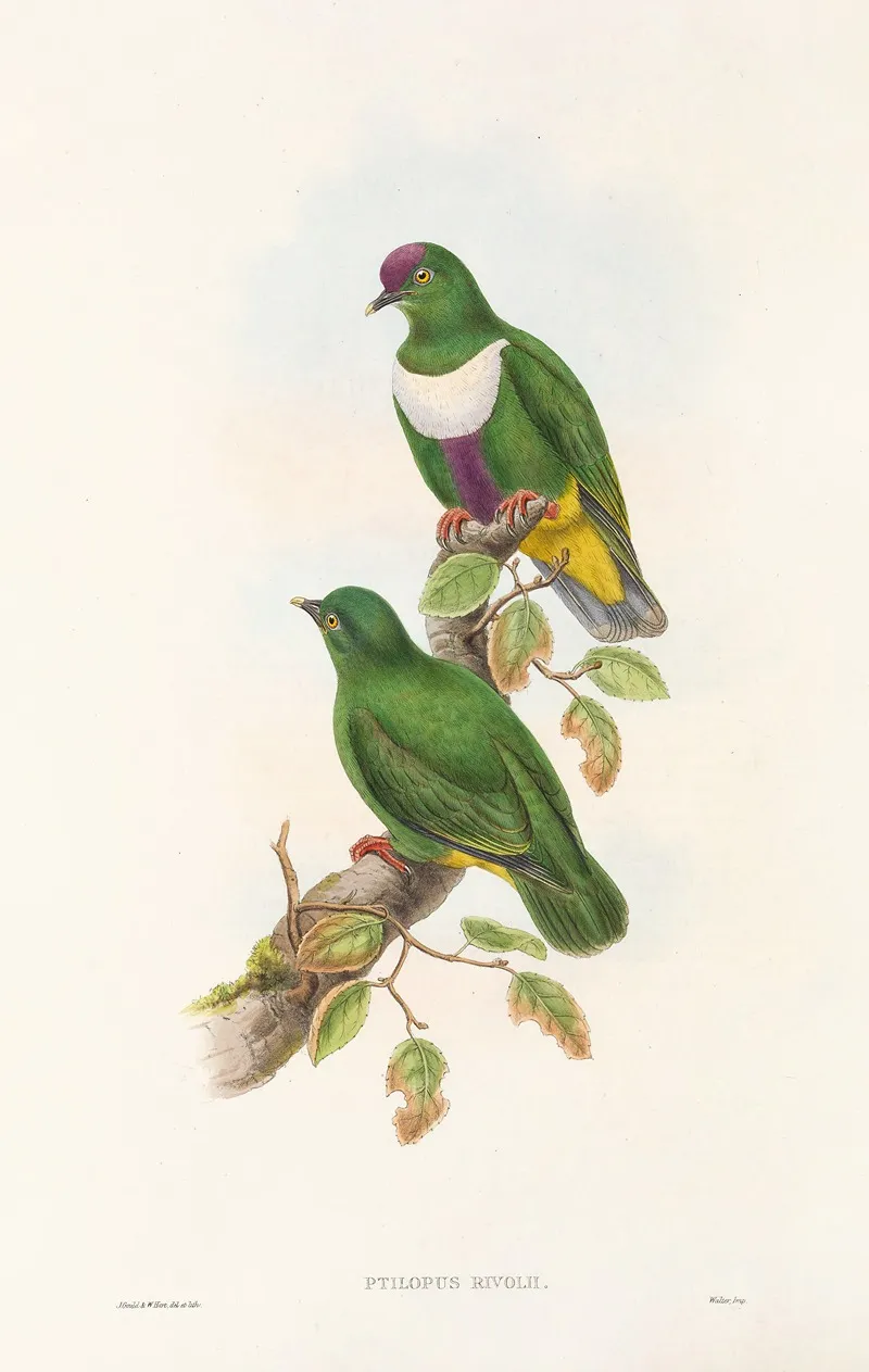 The Birds Of New Guinea And The Adjacent Papuan Islands Pl 59 Wall Art by John Gould - High-Resolution Digital Print