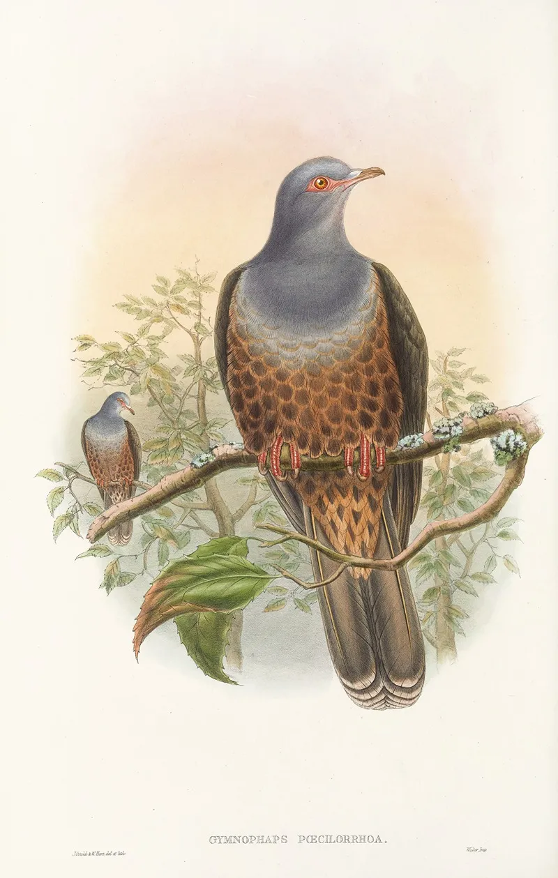 The Birds Of New Guinea And The Adjacent Papuan Islands Pl 60 Wall Art by John Gould - High-Resolution Digital Print