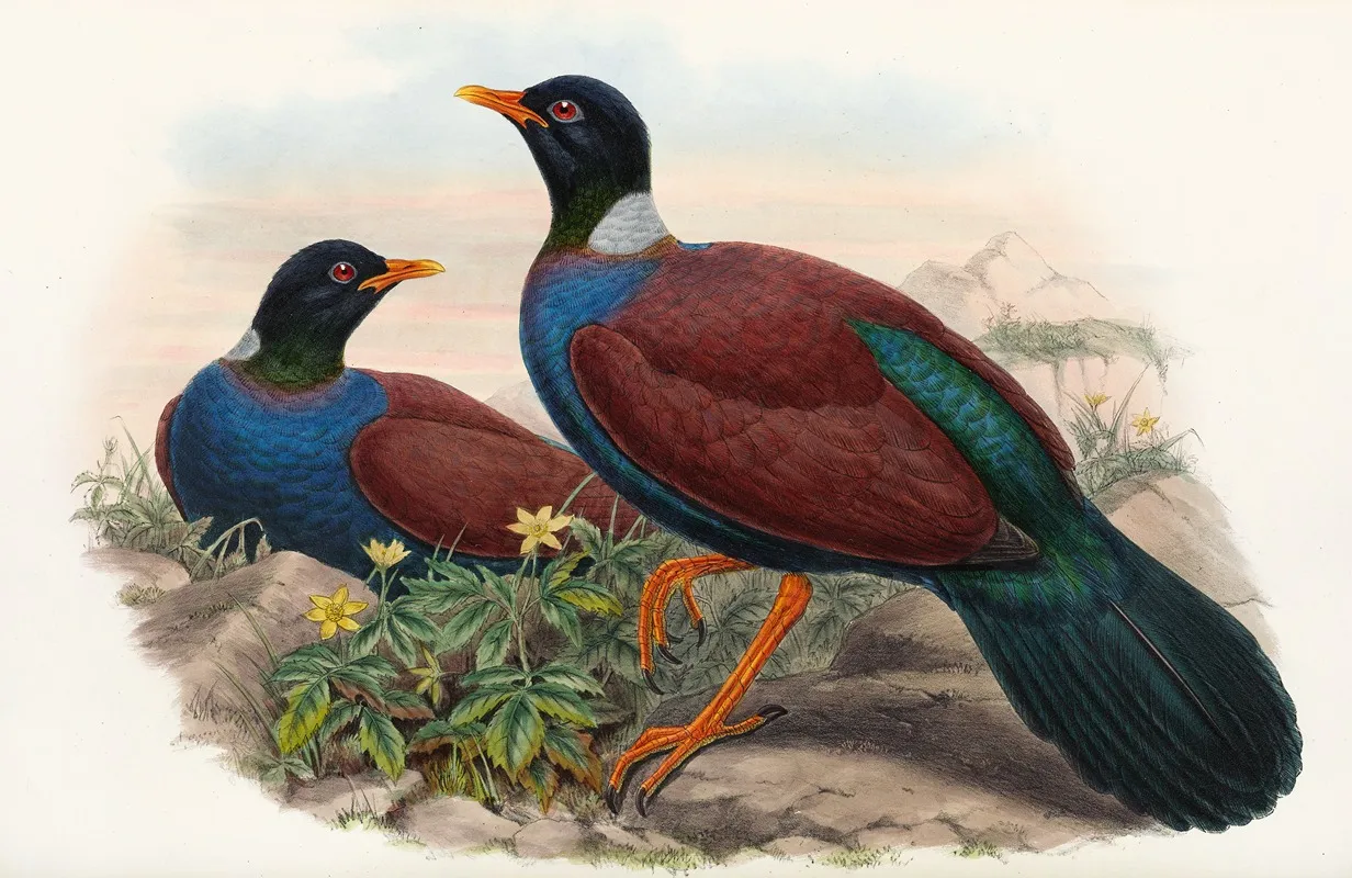 The Birds Of New Guinea And The Adjacent Papuan Islands Pl 61 Wall Art by John Gould - High-Resolution Digital Print