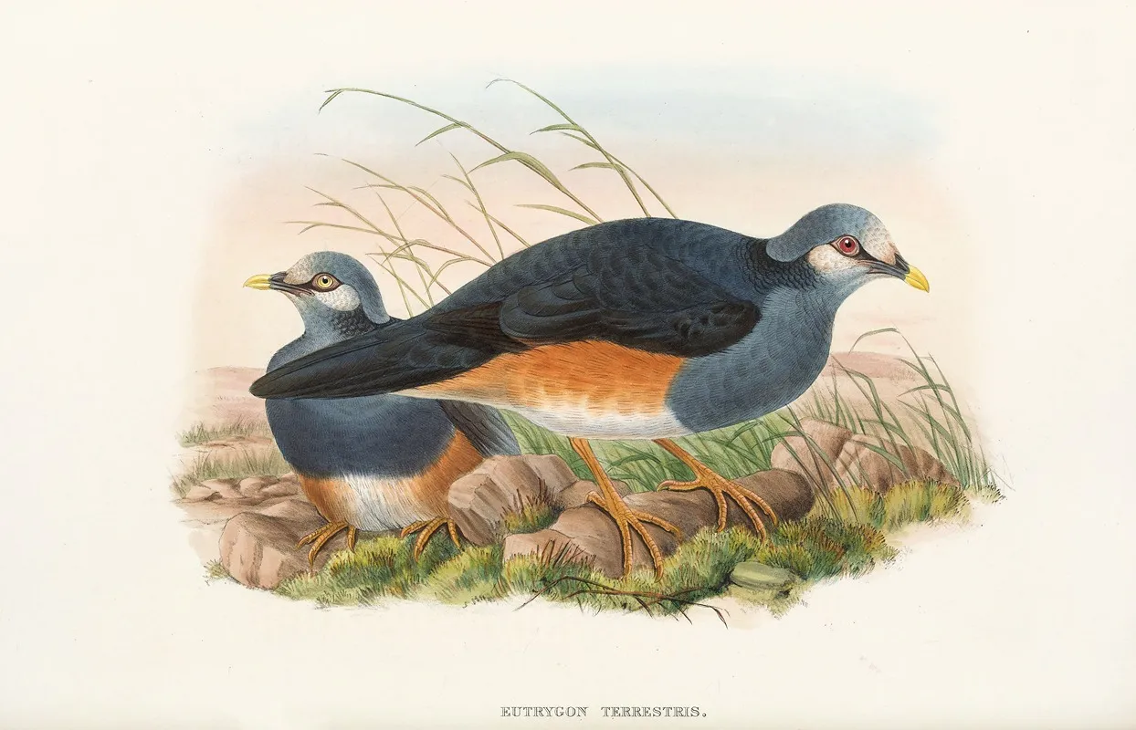 The Birds Of New Guinea And The Adjacent Papuan Islands Pl 62 Wall Art by John Gould - High-Resolution Digital Print