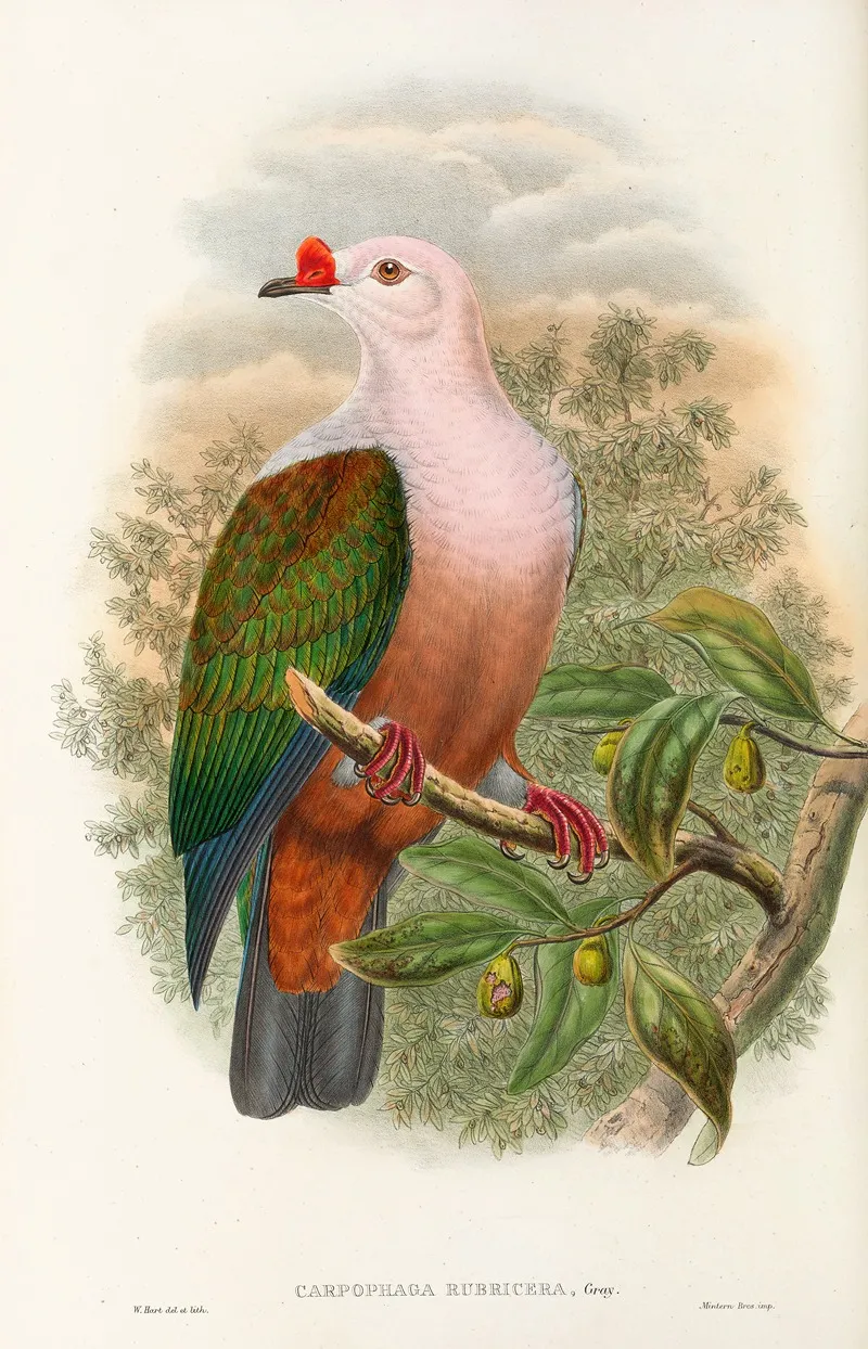 The Birds Of New Guinea And The Adjacent Papuan Islands Pl 63 Wall Art by John Gould - High-Resolution Digital Print