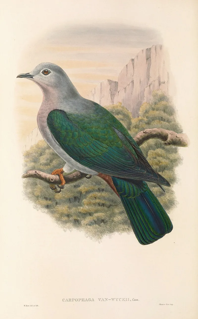 The Birds Of New Guinea And The Adjacent Papuan Islands Pl 64 Wall Art by John Gould - High-Resolution Digital Print