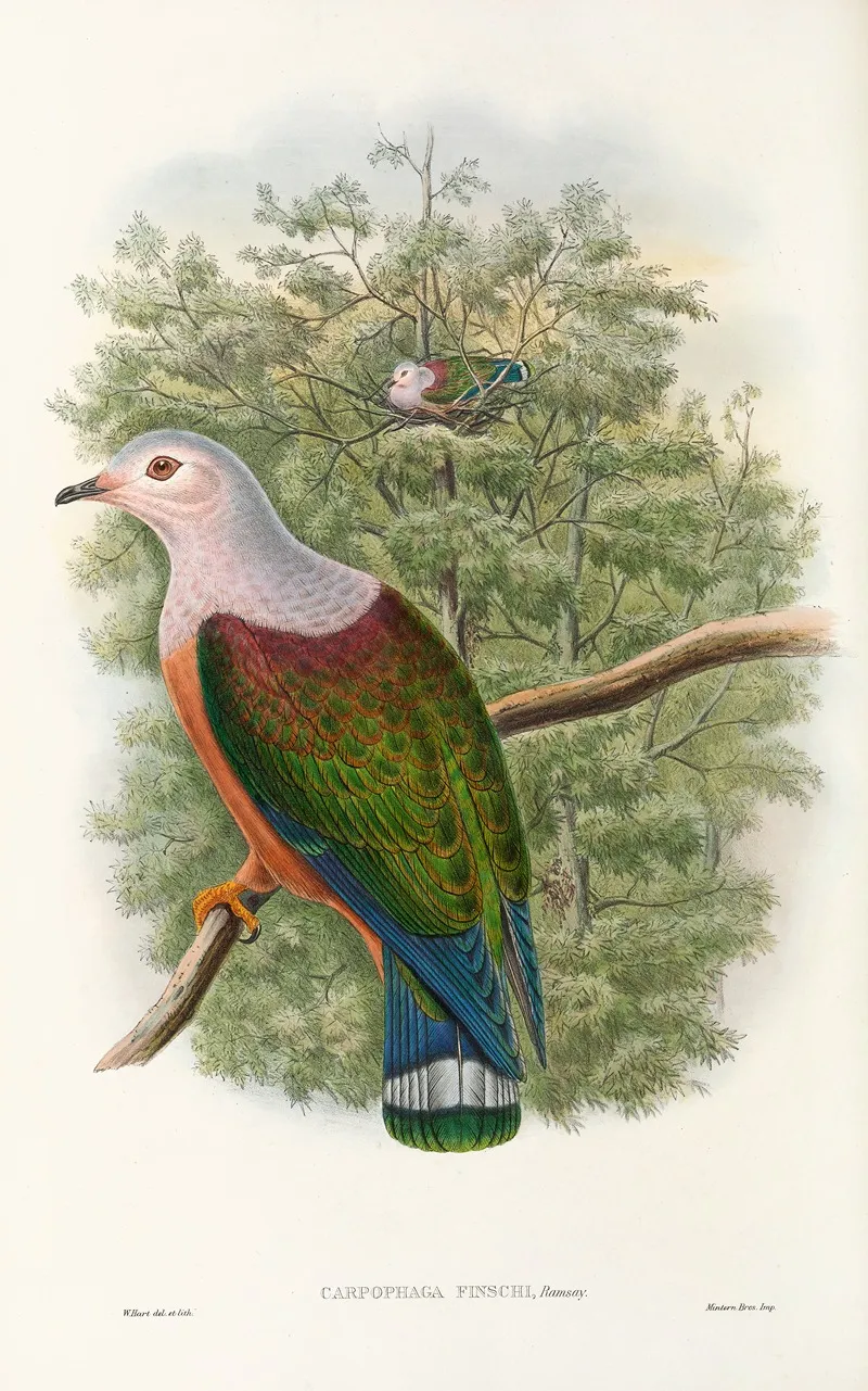 The Birds Of New Guinea And The Adjacent Papuan Islands Pl 65 Wall Art by John Gould - High-Resolution Digital Print