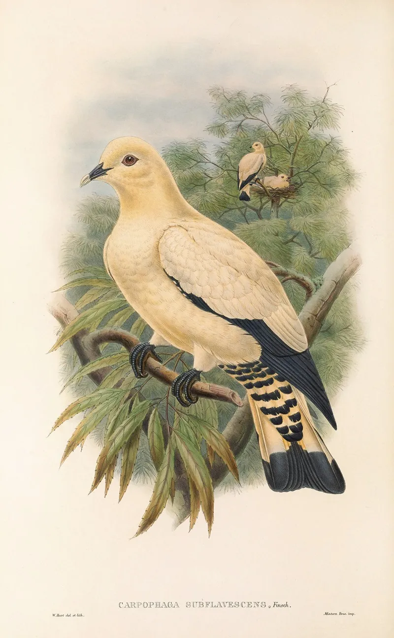 The Birds Of New Guinea And The Adjacent Papuan Islands Pl 66 Wall Art by John Gould - High-Resolution Digital Print