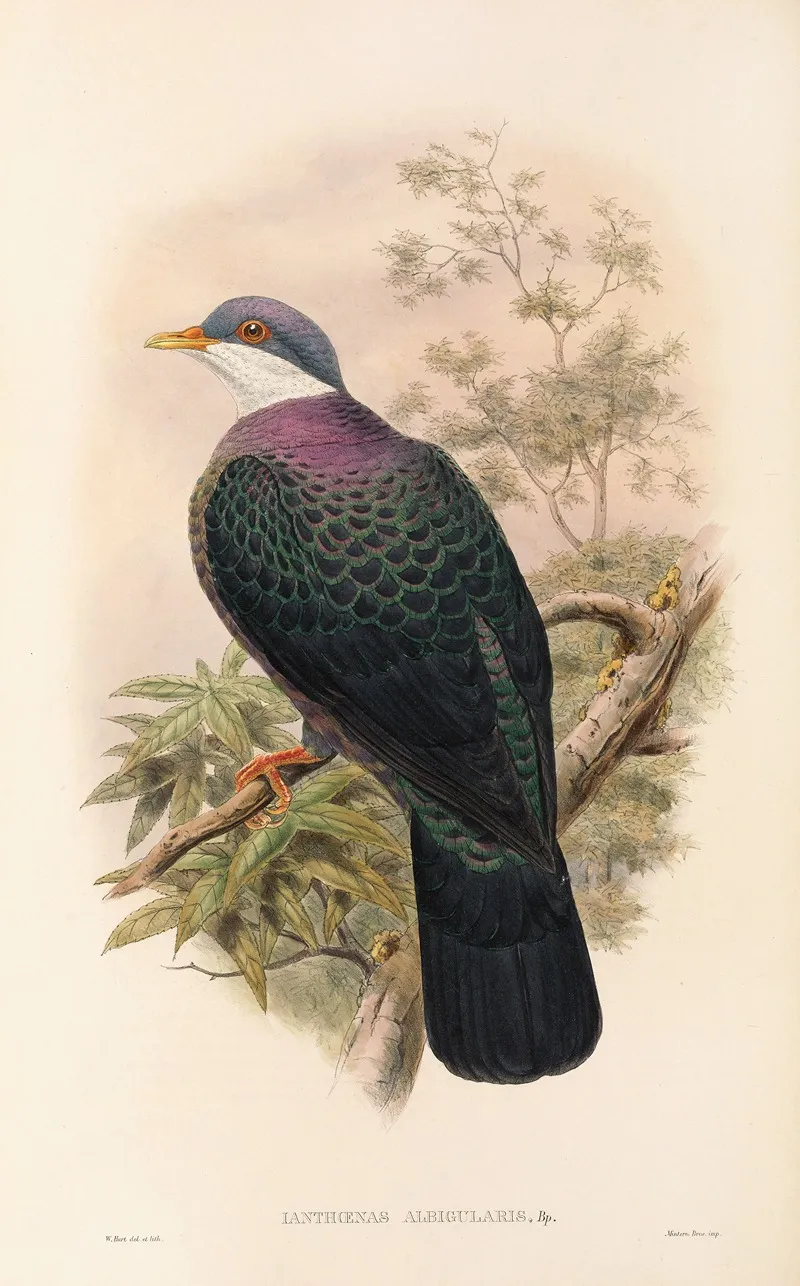 The Birds Of New Guinea And The Adjacent Papuan Islands Pl 67 Wall Art by John Gould - High-Resolution Digital Print