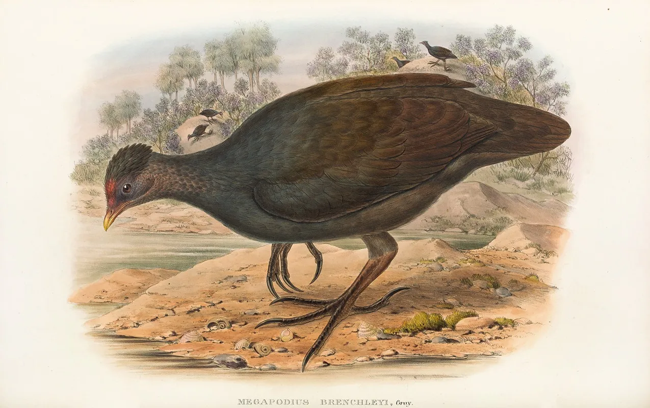 The Birds Of New Guinea And The Adjacent Papuan Islands Pl 68 Wall Art by John Gould - High-Resolution Digital Print