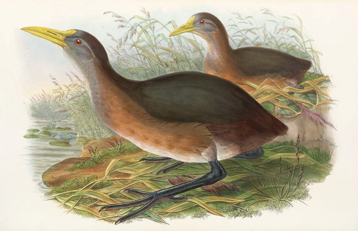 The Birds Of New Guinea And The Adjacent Papuan Islands Pl 69 Wall Art by John Gould - High-Resolution Digital Print