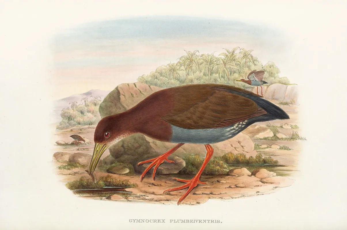 The Birds Of New Guinea And The Adjacent Papuan Islands Pl 71 Wall Art by John Gould - High-Resolution Digital Print