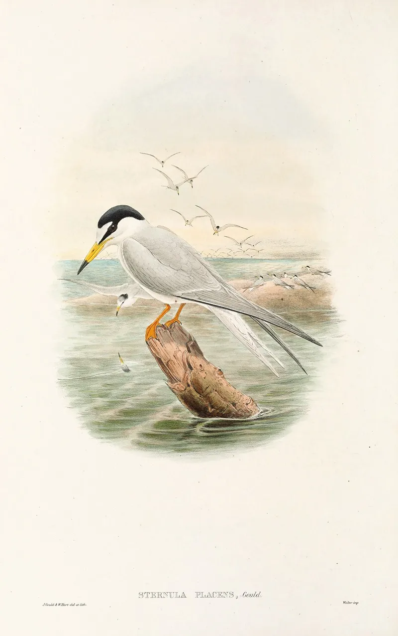 The Birds Of New Guinea And The Adjacent Papuan Islands Pl 72 Wall Art by John Gould - High-Resolution Digital Print