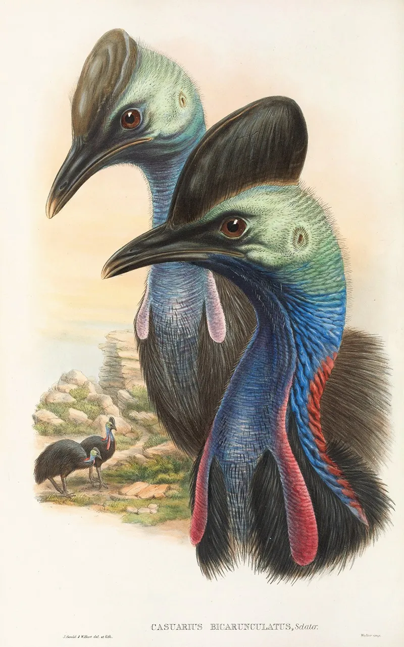The Birds Of New Guinea And The Adjacent Papuan Islands Pl 73 Wall Art by John Gould - High-Resolution Digital Print