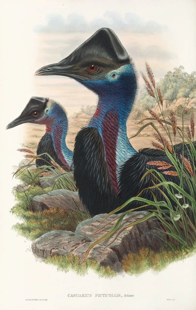 The Birds Of New Guinea And The Adjacent Papuan Islands Pl 74 Wall Art by John Gould - High-Resolution Digital Print