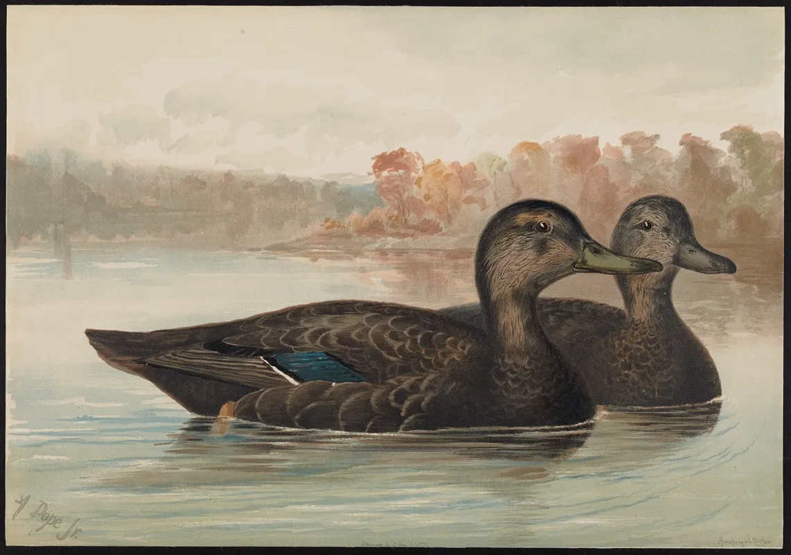 The Black Duck Anas Obscura Wall Art by Alexander Pope Jr. - High-Resolution Digital Print