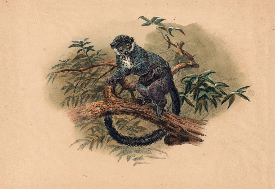 The Black Fronted Lemur Wall Art by Joseph Wolf - High-Resolution Digital Print