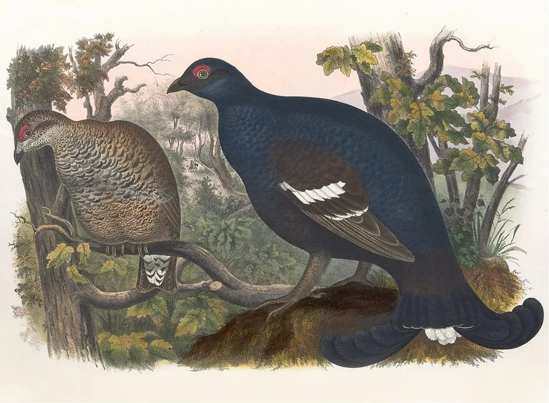 The Black Grouse Wall Art by Daniel Giraud Elliot - High-Resolution Digital Print