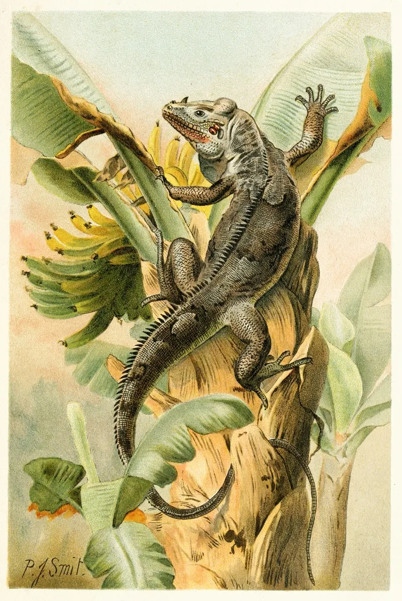 The Black Iguana Wall Art by Pierre Jacques Smit - High-Resolution Digital Print
