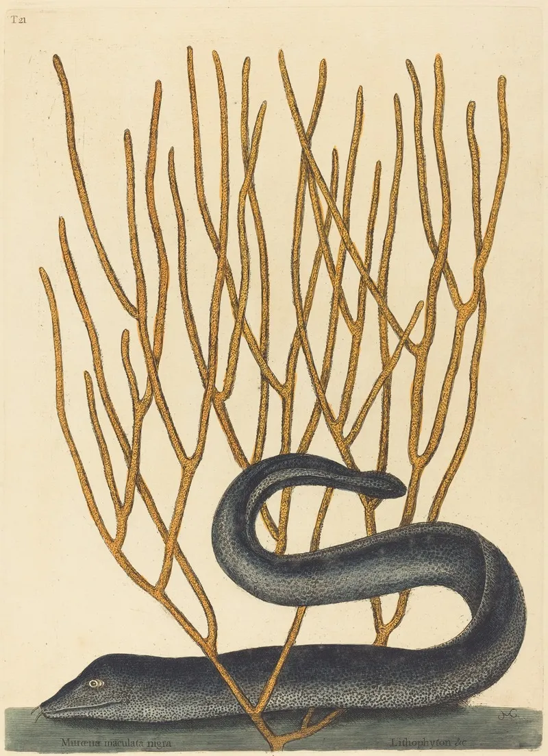 The Black Muray Muraenae Helenae Varietas Wall Art by Mark Catesby - High-Resolution Digital Print