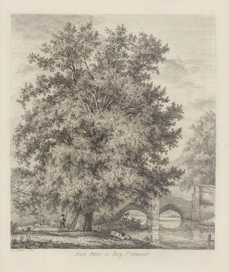 The Black Poplar At Bury St Edmunds Wall Art by Jacob George Strutt - High-Resolution Digital Print
