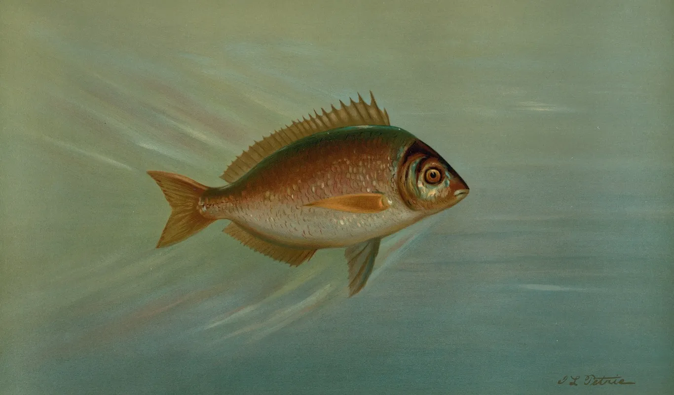 The Blackfish Or Tautog Tautoga Onitis Wall Art by John L. Petrie - High-Resolution Digital Print