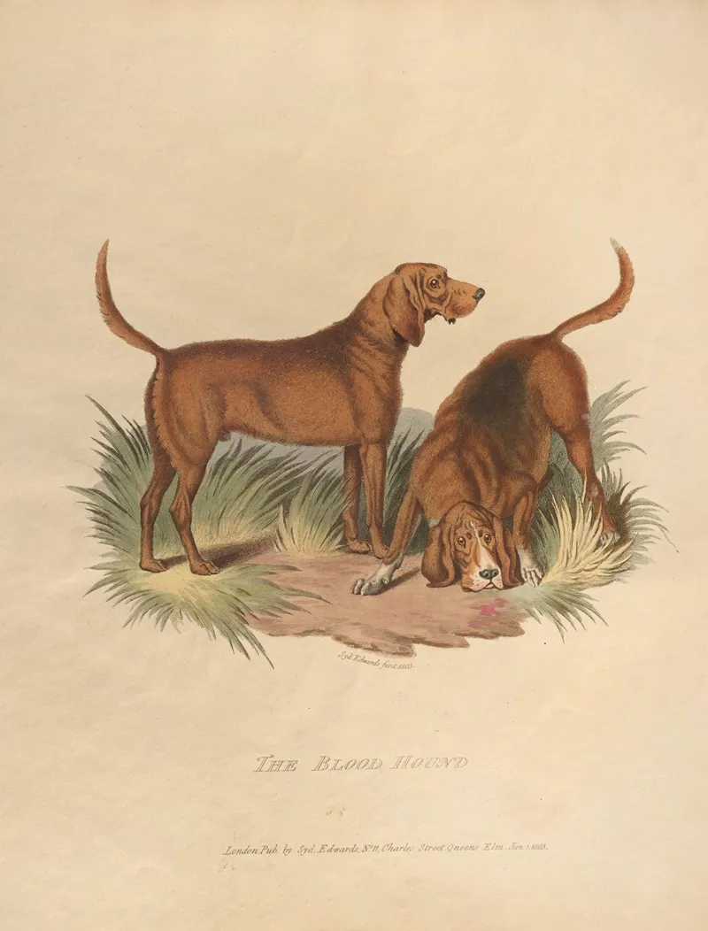 The Blood Hound Wall Art by Sydenham Edwards - High-Resolution Digital Print