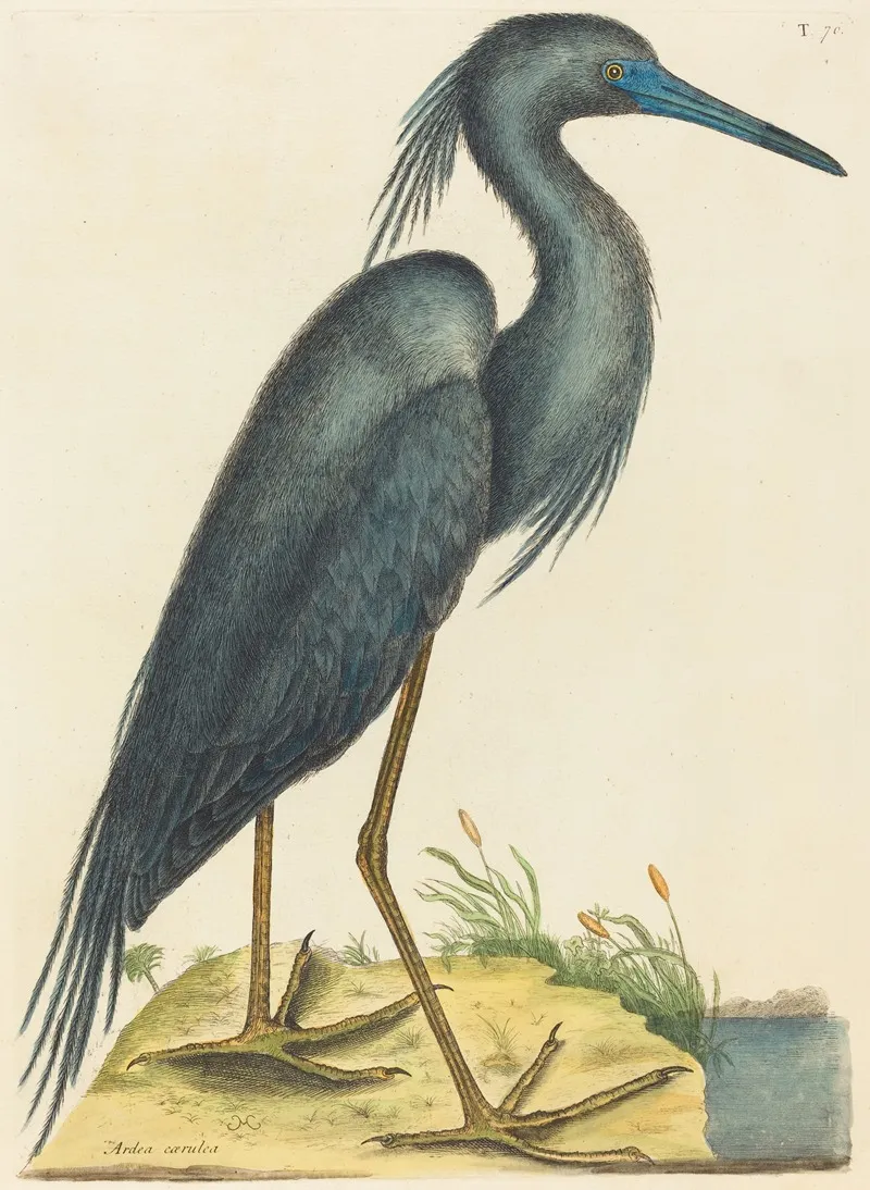 The Blue Heron Ardea Coerulea Wall Art by Mark Catesby - High-Resolution Digital Print