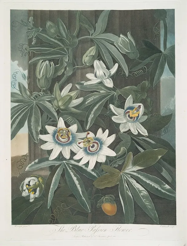 The Blue Passion Flower 2 Wall Art by Robert John Thornton - High-Resolution Digital Print
