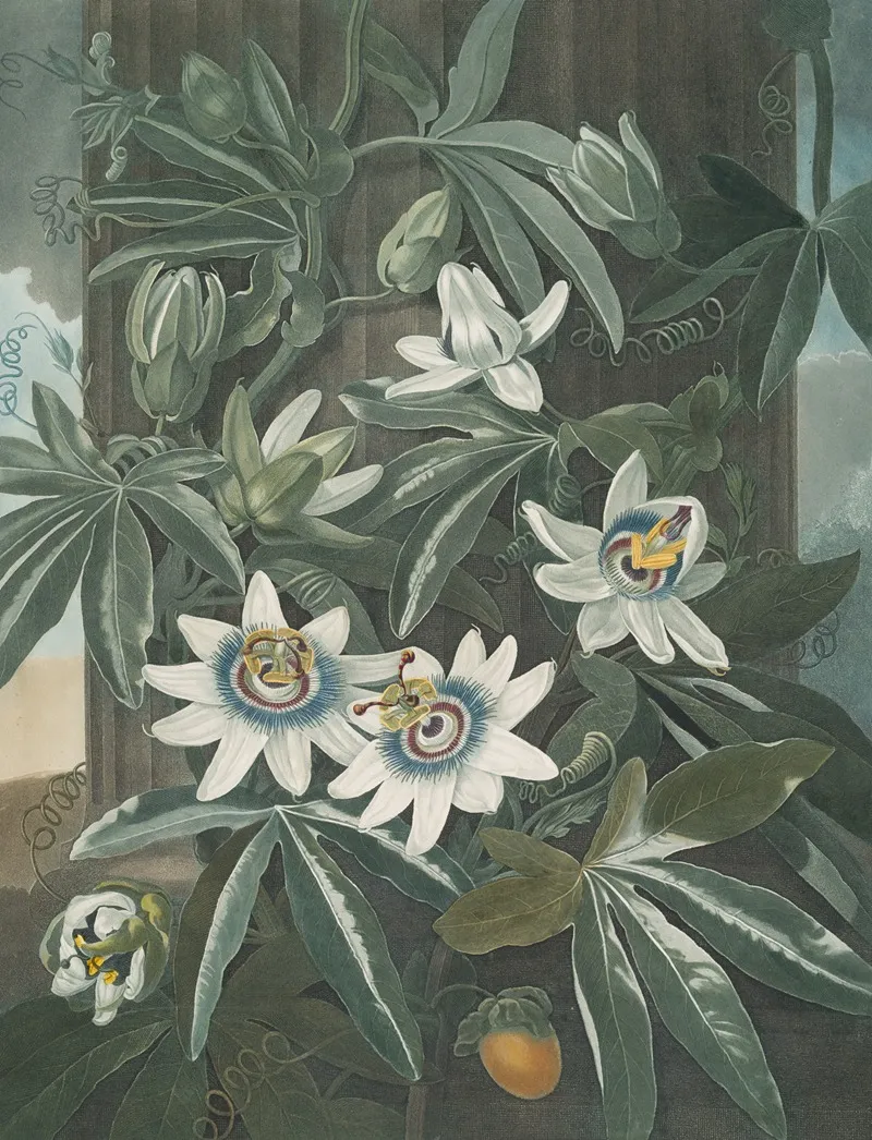 The Blue Passion Flower Wall Art by Robert John Thornton - High-Resolution Digital Print