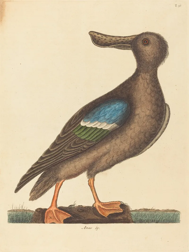 The Blue Winged Shoveler Anas Clypeata Foemina Wall Art by Mark Catesby - High-Resolution Digital Print