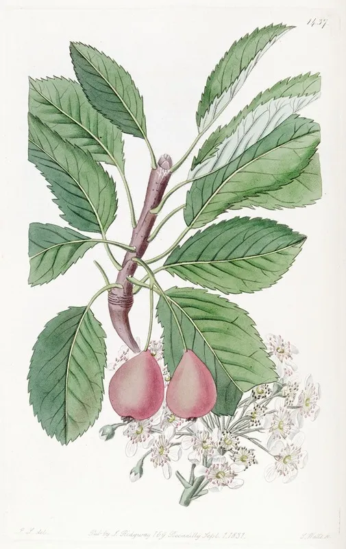The Bollwyller Pear Wall Art by Sydenham Edwards - High-Resolution Digital Print