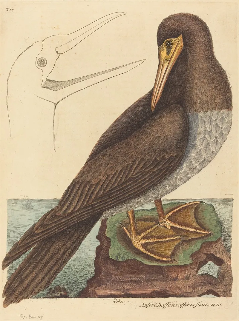 The Booby Pelecanus Sula Wall Art by Mark Catesby - High-Resolution Digital Print