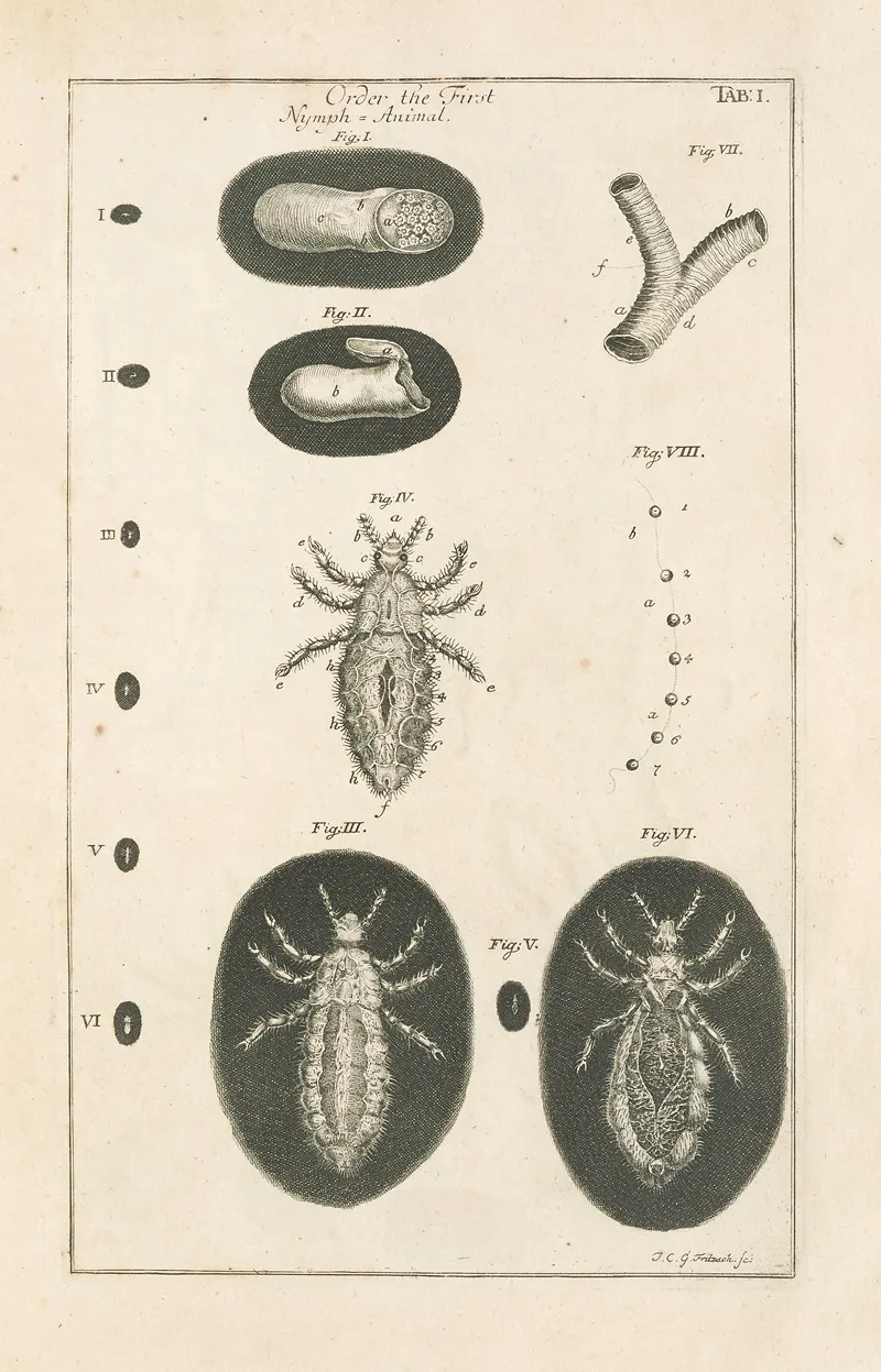 The Book Of Nature Or The History Of Insects Pl 01 Wall Art by Jan Swammerdam - High-Resolution Digital Print