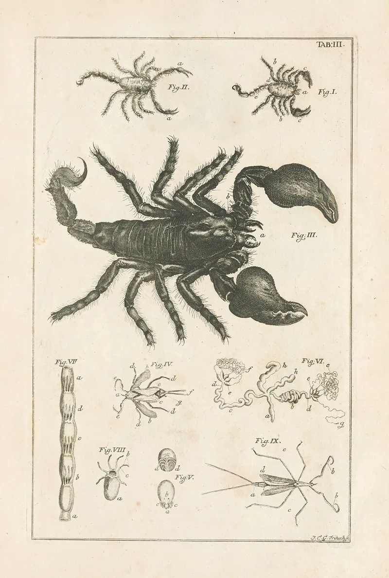 The Book Of Nature Or The History Of Insects Pl 03 Wall Art by Jan Swammerdam - High-Resolution Digital Print