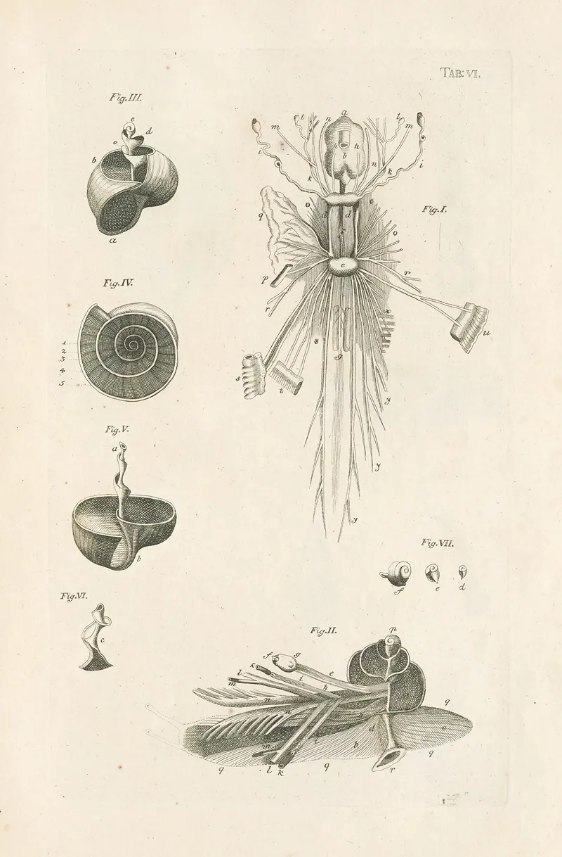 The Book Of Nature Or The History Of Insects Pl 06 Wall Art by Jan Swammerdam - High-Resolution Digital Print