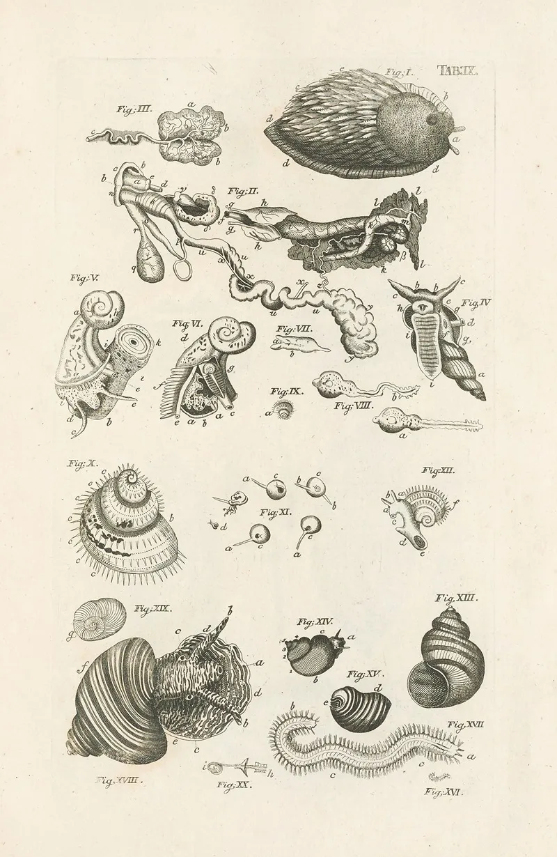 The Book Of Nature Or The History Of Insects Pl 09 Wall Art by Jan Swammerdam - High-Resolution Digital Print